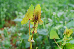 ��ìһ����Ҷ��