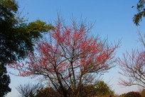 ������÷��