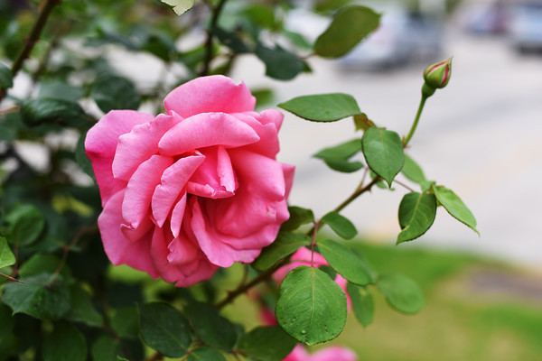 �¼�����