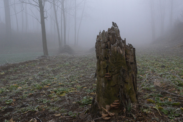 �������׮