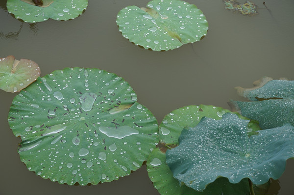 ��Ҷ�ϵ�˵ס