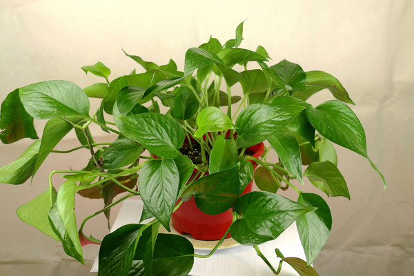 ��������ͼƬ