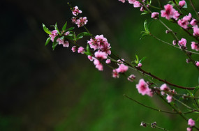 һ֦�������һ�