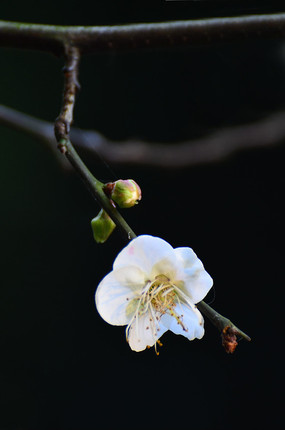 ���õ�÷���뻨�Ƕ�