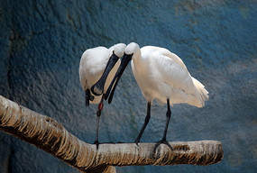 ��ֻ����