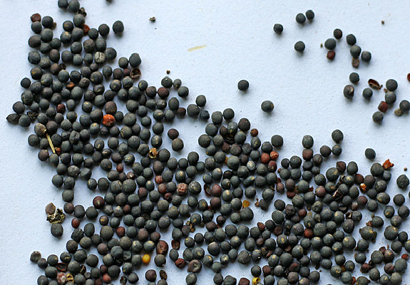 ��ɫ�Ͳ�����Ӱͼ