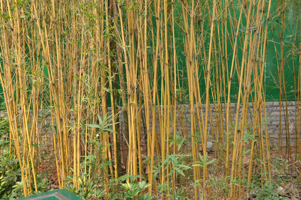 ï�ܵ�����