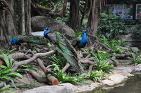 վ����Ҷ��