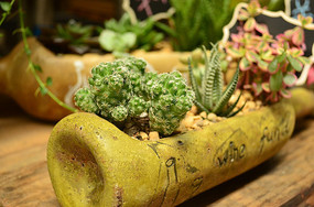 ����ֲ��