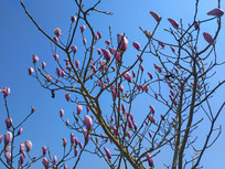 �ۺ�ɫ������