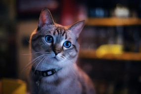 �����è�� 