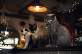 վ��̨���ϵ�è�� 