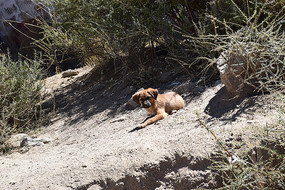 ���ȵ�С��