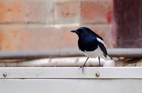 һֻͣ��ǽ���Աߵ�С��