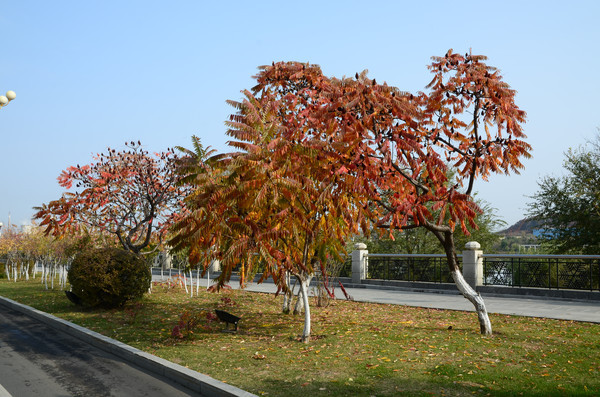 �ݵ��ϵķ�Ҷ