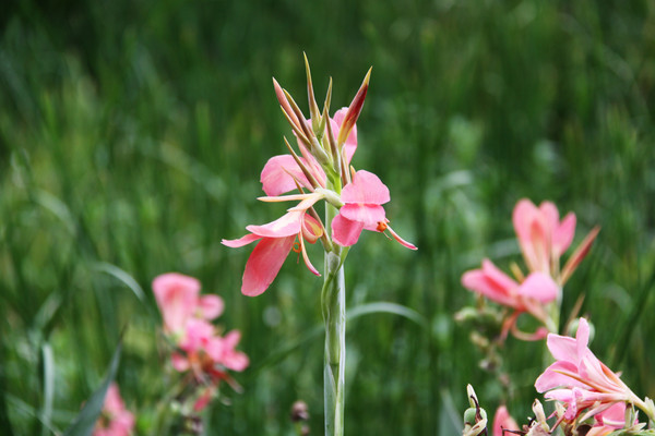 Ұ������