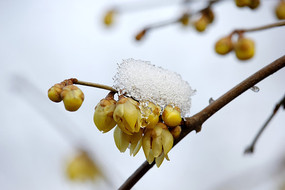 ��ɫ��������÷��