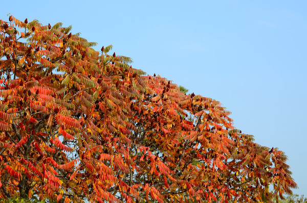 ������С����