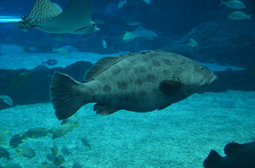 ���͵ĺ���