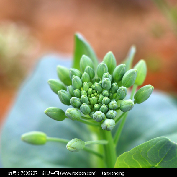 油菜花花蕾微蹑摄影