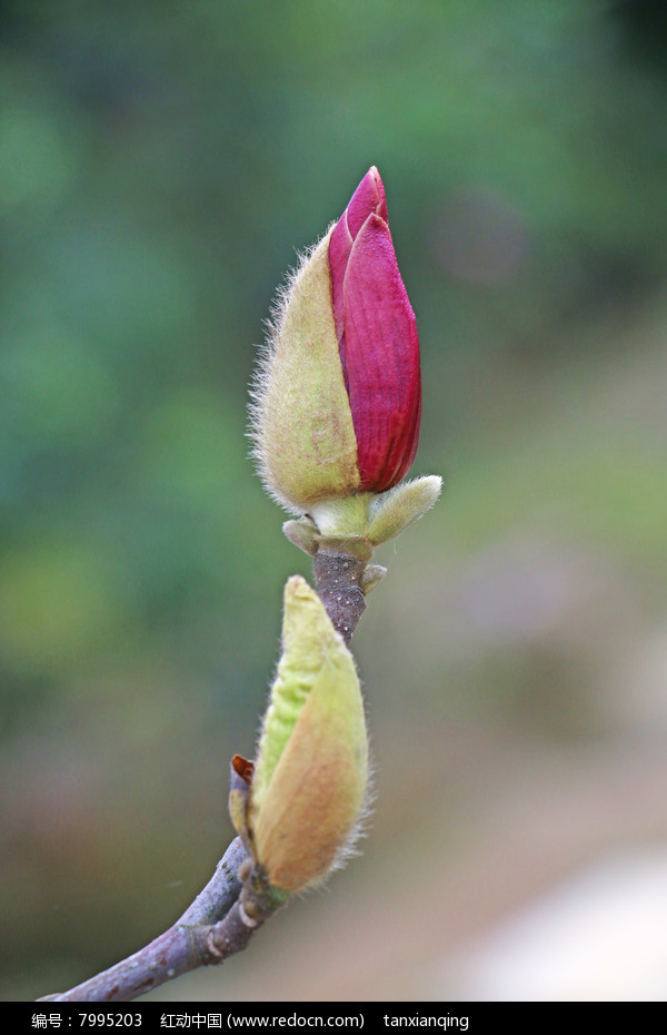 紫色木兰花蕾