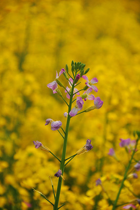 ��ɫ�ܲ���