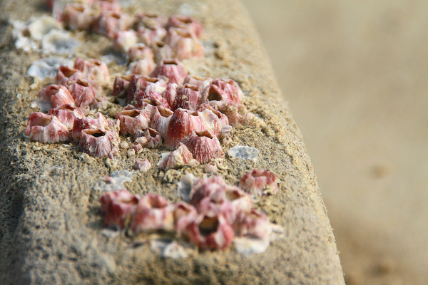 ����ʯ����צ��Ӱ��Ƭ