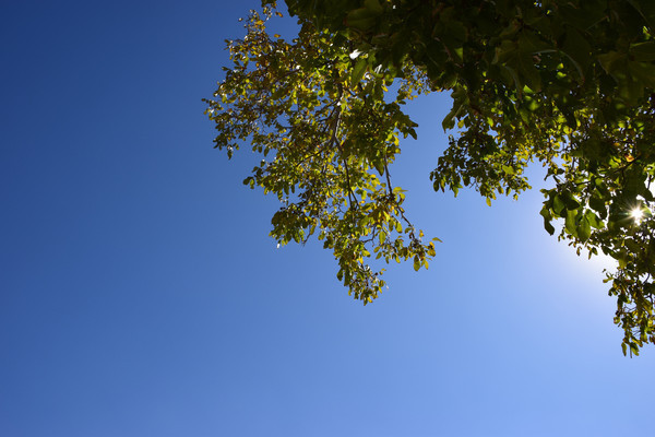 ������Ҷ�ϵ�����