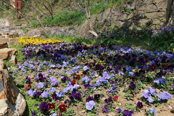 �ƺ�ɫ������