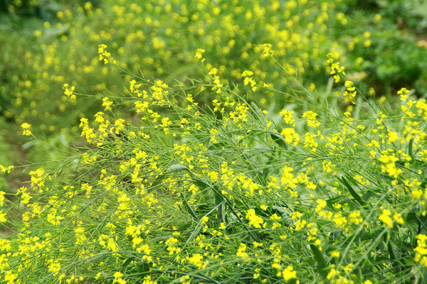 ��ƴ����Ͳ˻���Ӱ��Ƭ