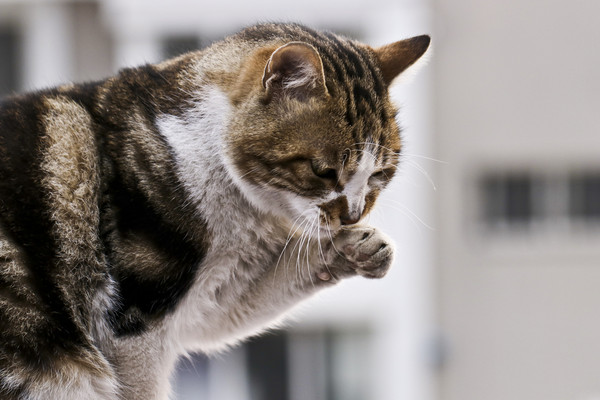 ������è��