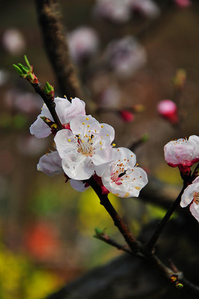 杏花树图片大全 花蕊图片