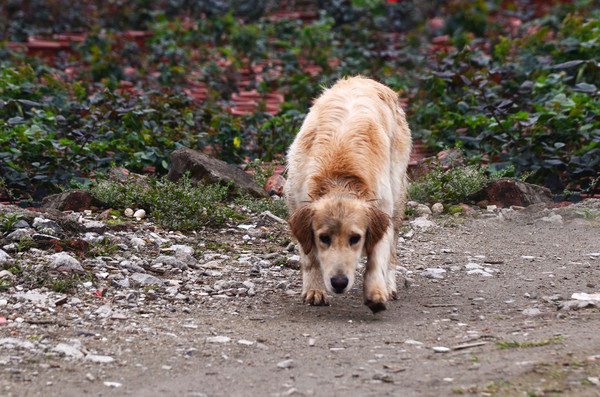 һֻ�ɰ��ĳ��ﹷ