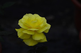 黑色背景雨露花朵图片图片