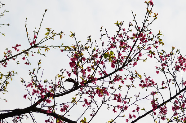 �й���ӣ��