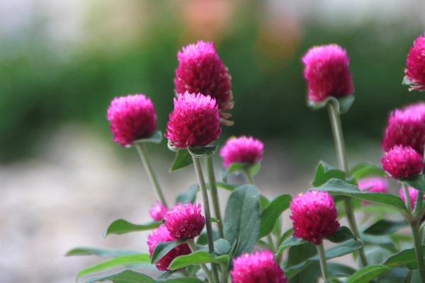 �Ϻ�ɫС����������Ӱ��Ƭ