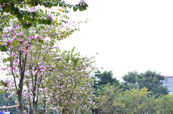 �Ͼ����羰ͼƬ