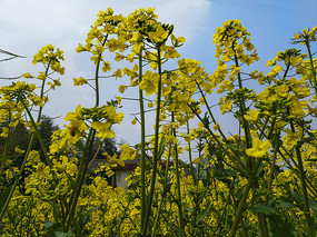 �����Ͳ˻���