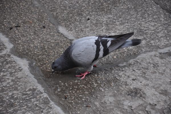 ��ʳ����