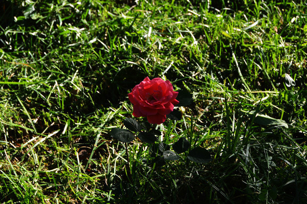 һ���ɫ�¼���