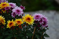 ���õľջ�����