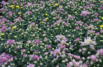 �ջ�����