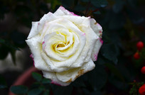 ¶��õ����дͼƬ