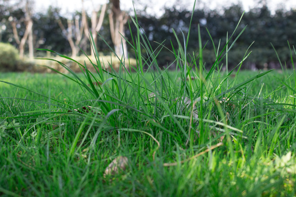 �̲�����