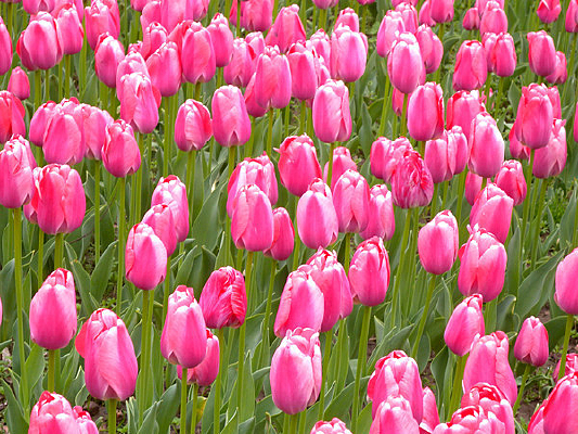 ��Ƭ������