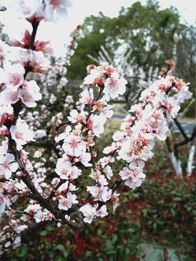 �滨����ͼ