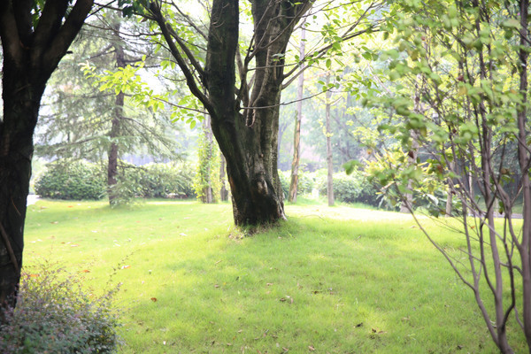 �̲�����ľ֮��