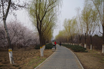 Զȥ