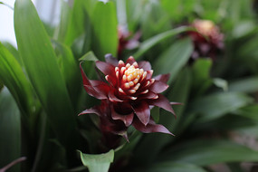 ��ɫ����