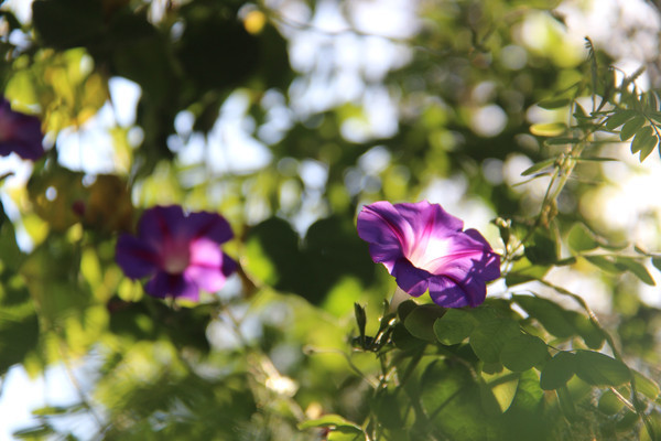 �����ǣţ��